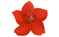 小紅花音效助手